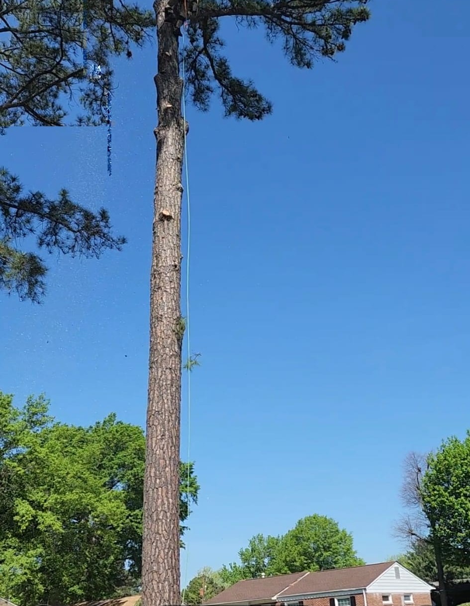 Tree Cutting - Joseph Tree Services