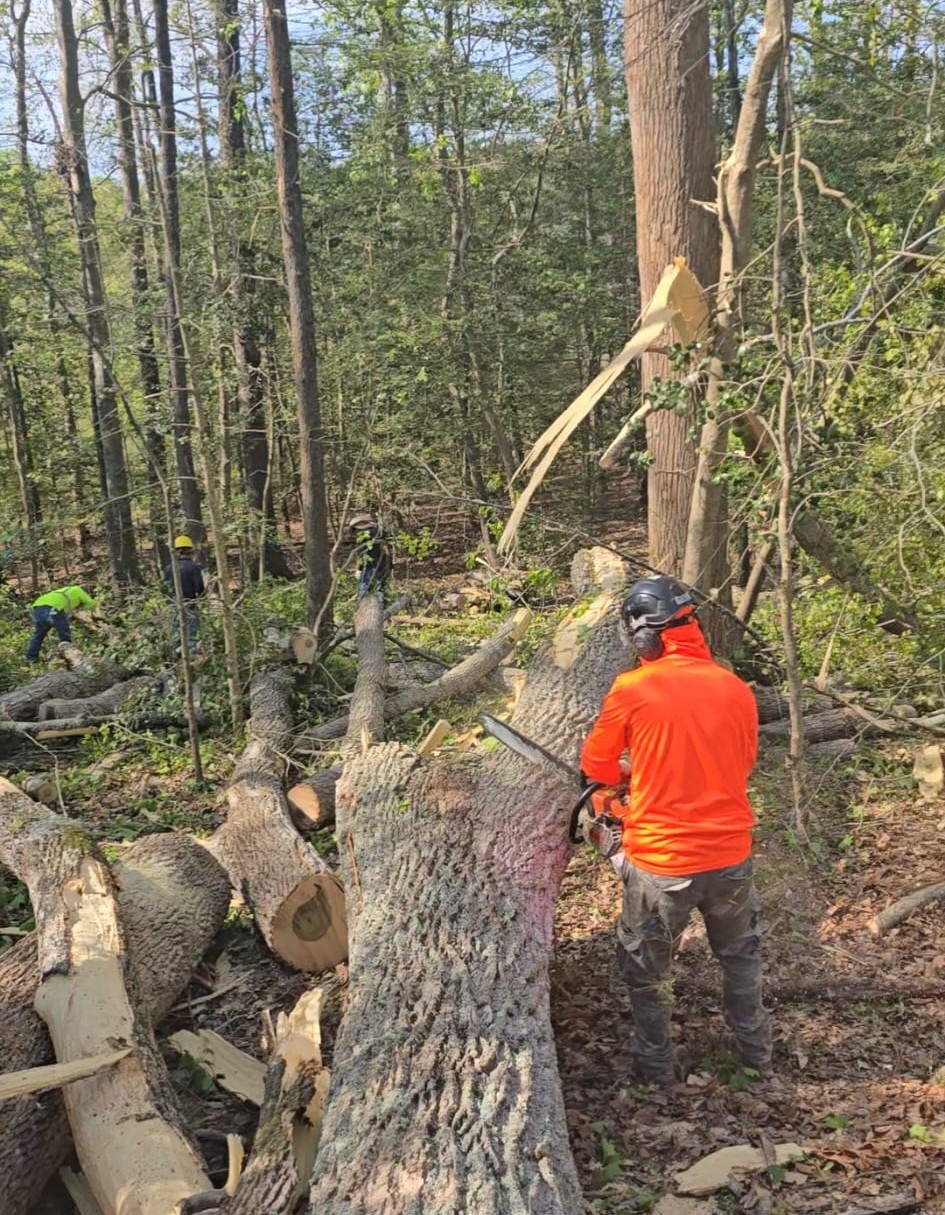 Joseph Tree Services professional tree care