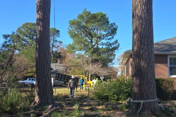 Tree Services in Richmond, VA, Tree removal in Richmond, VA, Tree cutting in Richmond, VA, Tree trimming in Richmond, VA (19)