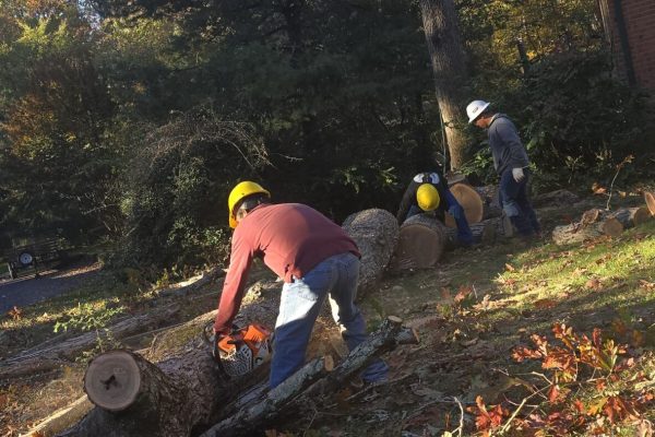 Tree Services in Richmond, VA, Tree removal in Richmond, VA, Tree cutting in Richmond, VA, Tree trimming in Richmond, VA (68)