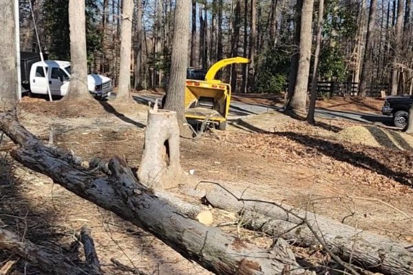 Tree Services in Richmond, VA, Tree removal in Richmond, VA, Tree cutting in Richmond, VA, Tree trimming in Richmond, VA (71)