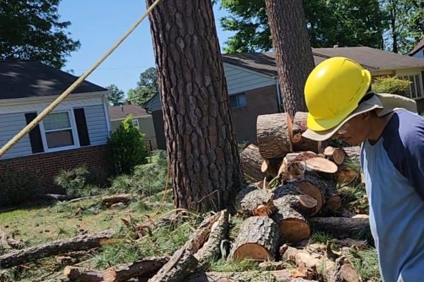 Tree Services in Richmond, VA, Tree removal in Richmond, VA, Tree cutting in Richmond, VA, Tree trimming in Richmond, VA (74)